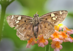 Coladenia indrani