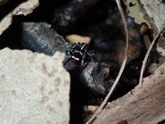 Saitis virgatus