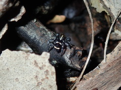 Saitis virgatus