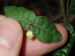 Correa reflexa reflexa