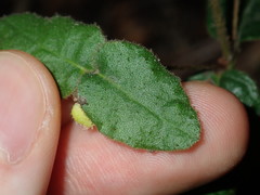Correa reflexa reflexa