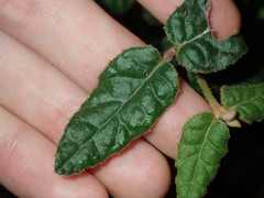 Correa reflexa reflexa