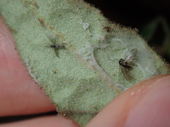 Correa reflexa reflexa