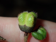 Correa reflexa reflexa