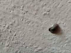 Rhipicephalus sanguineus