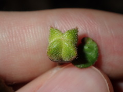 Correa reflexa reflexa