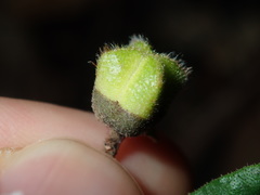 Correa reflexa reflexa