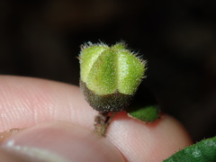 Correa reflexa reflexa