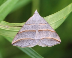 Colobochyla salicalis