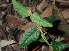Correa reflexa reflexa