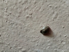 Rhipicephalus sanguineus