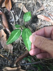 Clematis pickeringii