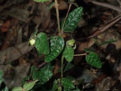 Correa reflexa reflexa