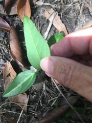 Clematis pickeringii