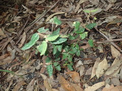 Correa reflexa reflexa