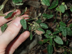 Correa reflexa reflexa