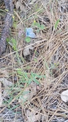 Glaucopsyche lygdamus