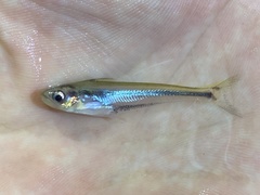 Pareutropius debauwi