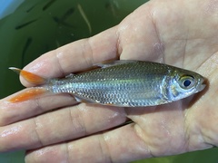 Bryconaethiops macrops