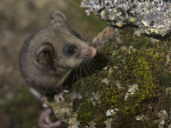 Burramys parvus