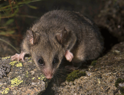 Mountain Pygmy Possum (Burramys parvus) — Critically Endangered Mammalia