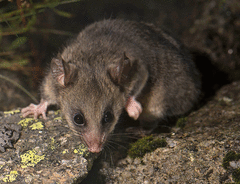 Burramys parvus