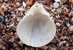 Magellania flavescens