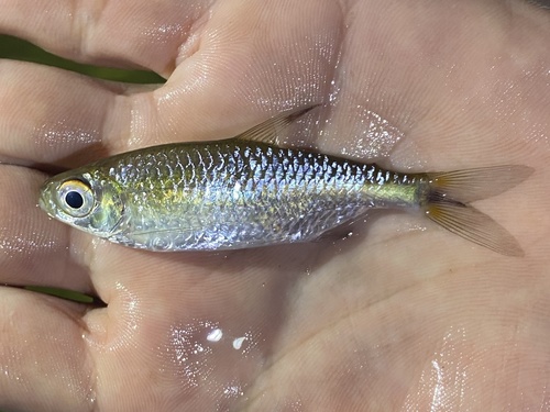 Intermediate robber (Brycinus intermedius) — Alestidae — 5