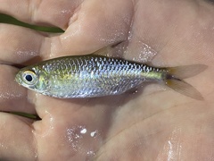 Bryconalestes intermedius