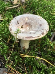 Lactarius trivialis