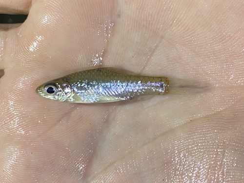 Threespot barb (Enteromius trispilomimus) — Cyprinidae — 4