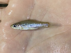 Enteromius trispilomimus