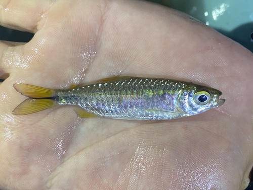 Striptail robber (Brycinus taeniurus) — Alestidae — 2