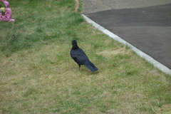 Corvus
