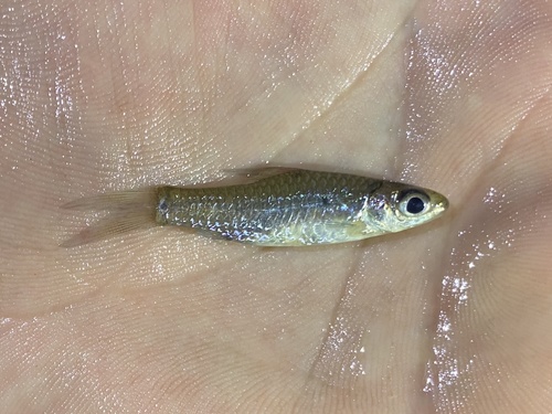 Threespot barb (Enteromius trispilomimus) — Cyprinidae — 3