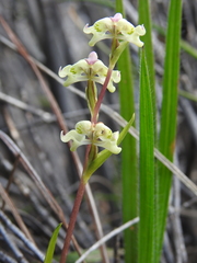Disperis circumflexa circumflexa