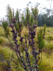 Allocasuarina zephyrea
