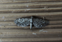 Eupithecia pusillata