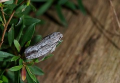 Agriophara leptosemela