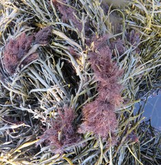 Vertebrata lanosa
