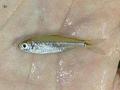 Nannopetersius