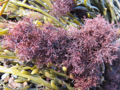 Vertebrata lanosa