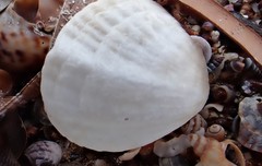 Magellania flavescens