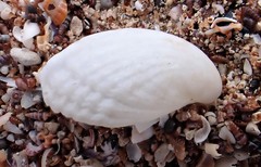 Magellania flavescens