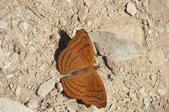 Pseudergolis wedah