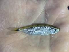 Bryconalestes intermedius