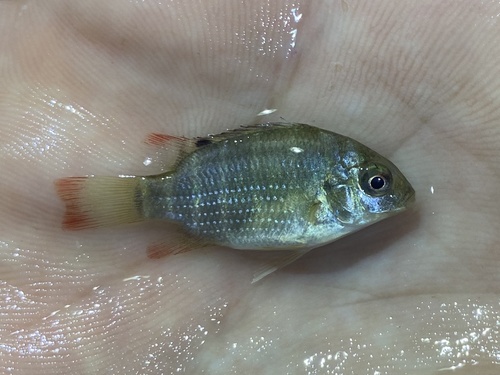 Schwebisch's Tilapia (Oreochromis schwebischi) · iNaturalist