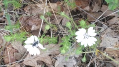 Blepharipappus scaber