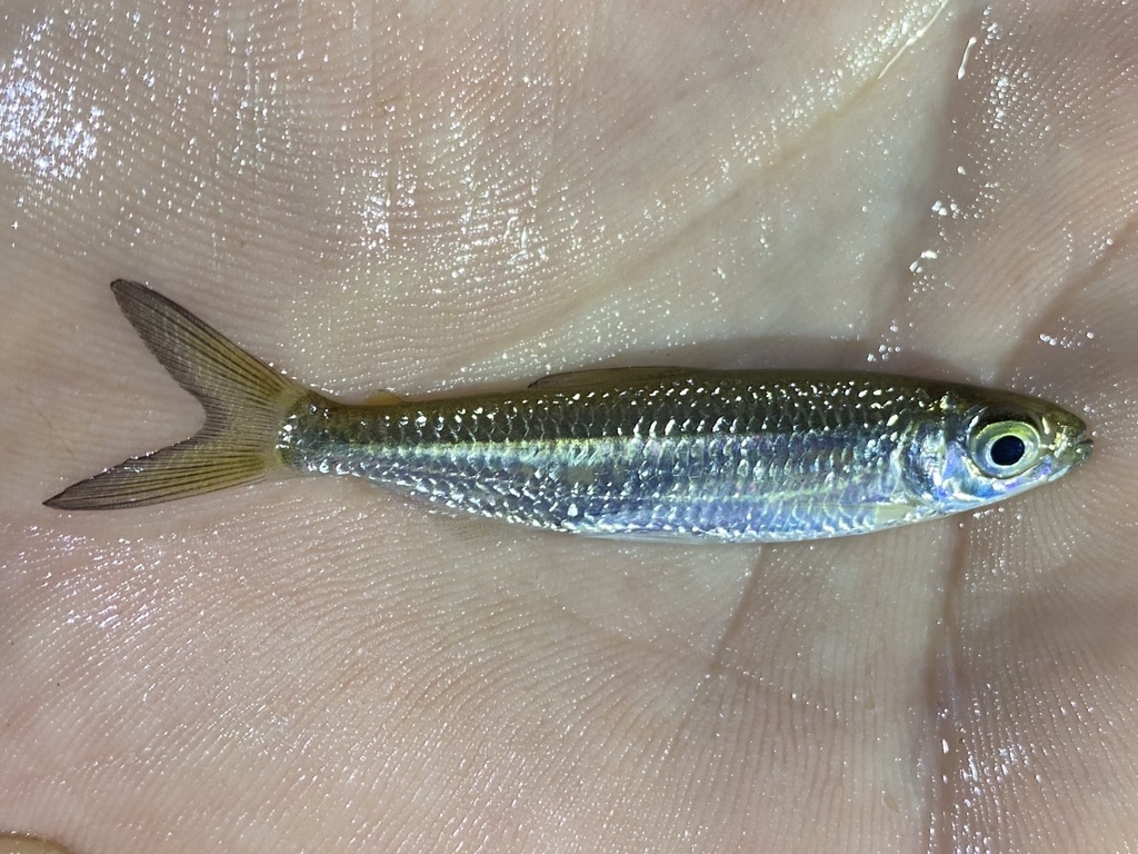 Bigeye tetra (Alestes macrophthalmus) — Alestidae
