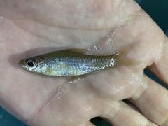 Enteromius trispilomimus